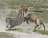 lion-attack-on-zebra-ngorongoro-15204.jpg