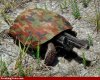 Turtle-Gun-29936.jpg