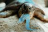 Sea-Turtles-and-Plastic-Bags_smalll.jpg
