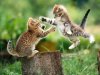 Funny-Fight-Animals-Cats-Fighting-1.jpg