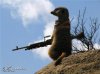 meerkat-sniper.jpg