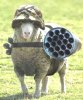 funn sheep 2.jpg
