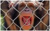 scimmia-in-gabbia.jpg