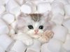 marshmellow-kitten-big.jpg