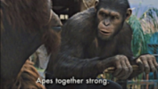 apes.png